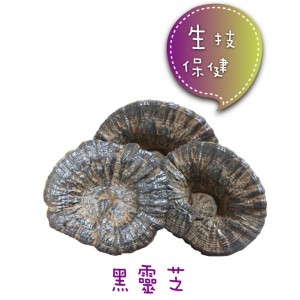 黑靈芝