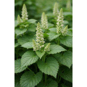 永久花純露(蠟菊)