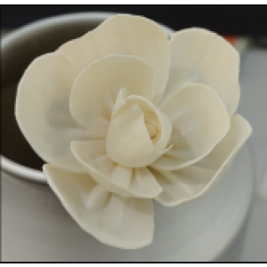 SF006-索拉花 月季 (6cm)