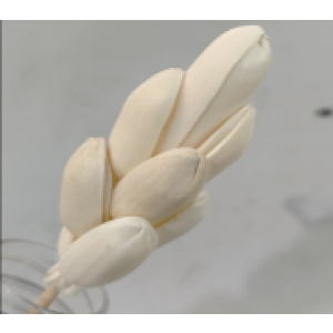 SF006-索拉花 月季 (6cm)