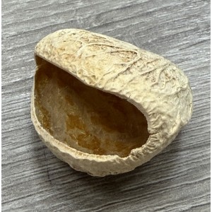 印尼黑果殼 (可以製作風鈴)