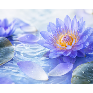 矢車菊純露 (花水)