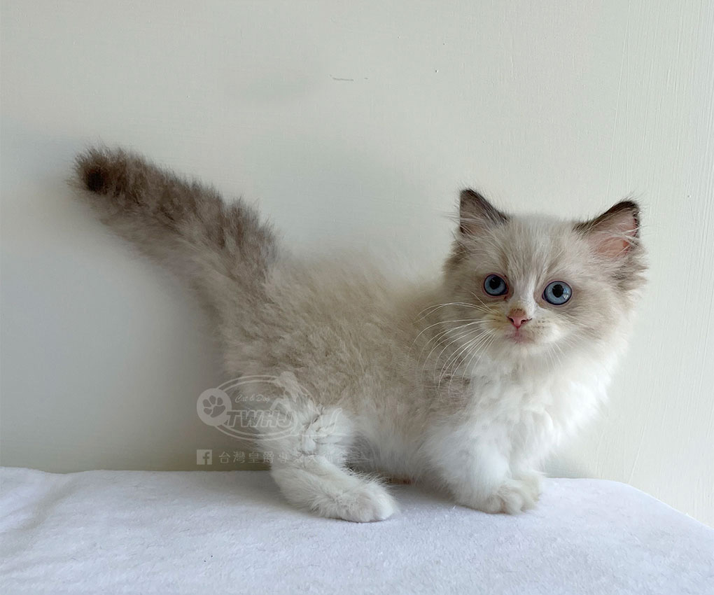 曼赤肯 公 特殊色 台灣皇爵