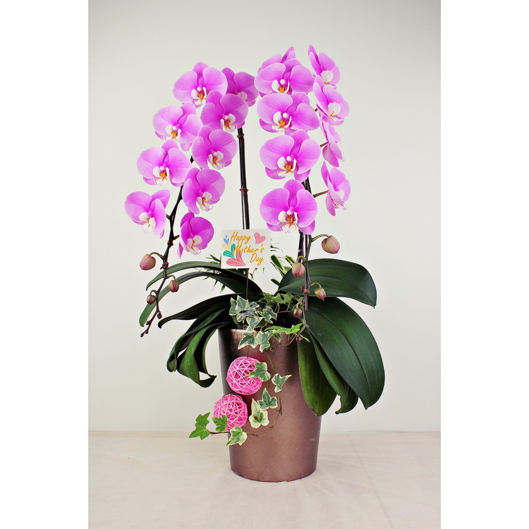 ⭕️未使用 FUJIFABRIC うどんどんぶり