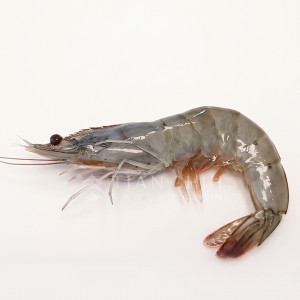 【天馳】生食級-日本MSC鮪魚丁500g(1包)+無卵熟凍帆立貝S-1KG(1包)