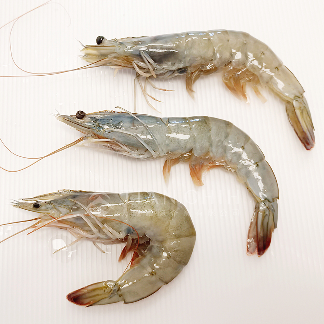 【天馳】神の海老帶頭白蝦20/30 (1KG) 2盒