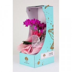 【台糖】台糖蝴蝶蘭-只有為你(單梗蝴蝶蘭/盆)