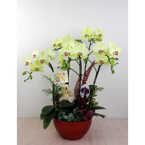 【台糖】台糖蝴蝶蘭-花開時想月(5梗蝴蝶蘭/盆)