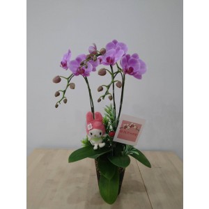 【台糖】台糖蝴蝶蘭-花開時想月(5梗蝴蝶蘭/盆)