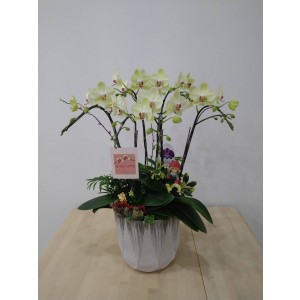 【台糖】台糖蝴蝶蘭-那年，我們的夏天(雙梗蝴蝶蘭/盆)