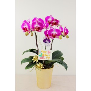 【台糖】台糖蝴蝶蘭-花樣年華(3梗蝴蝶蘭/盆)(經)