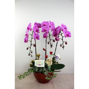 台糖蝴蝶蘭-永恆之愛C(單梗蝴蝶蘭/盆)(經)