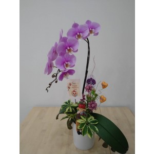 【台糖】台糖蝴蝶蘭-花樣年華(3梗蝴蝶蘭/盆)(經)