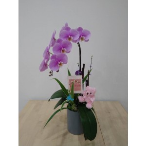 【台糖】台糖蝴蝶蘭-粉紅媽咪會(3梗蝴蝶蘭/盆)