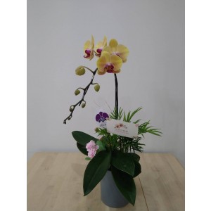 【台糖】台糖蝴蝶蘭-只有為你(單梗蝴蝶蘭/盆)