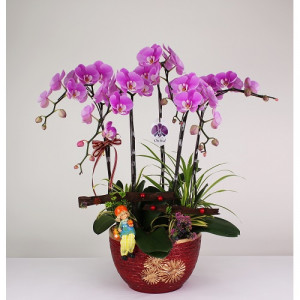 台糖蝴蝶蘭-甜蜜家園(3梗蝴蝶蘭/盆)