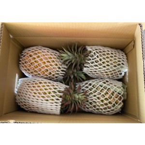 【博士營養科技】蔗檸檬好喝活力汁【10包/組】