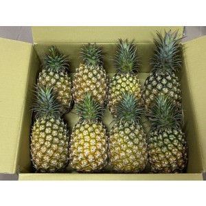 【珍珍火龍果】火龍果(大箱-12入裝)