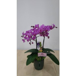【台糖】台糖蝴蝶蘭-只有為你(單梗蝴蝶蘭/盆)