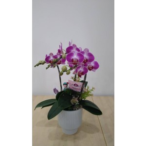 【台糖】台糖蝴蝶蘭-無止盡的愛(６梗蝴蝶蘭/盆)