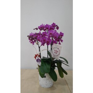 【台糖】台糖蝴蝶蘭-無止盡的愛(６梗蝴蝶蘭/盆)