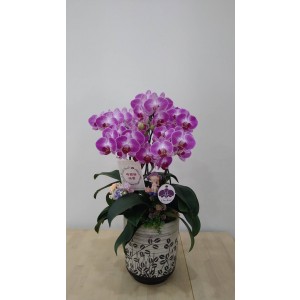 【台糖】台糖蝴蝶蘭-歡欣(雙梗蝴蝶蘭/盆)