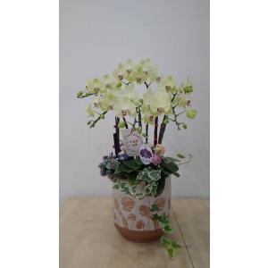 【台糖】台糖蝴蝶蘭-無止盡的愛(６梗蝴蝶蘭/盆)