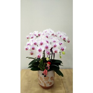 台糖蝴蝶蘭-燦爛慶典(6梗蝴蝶蘭/盆)