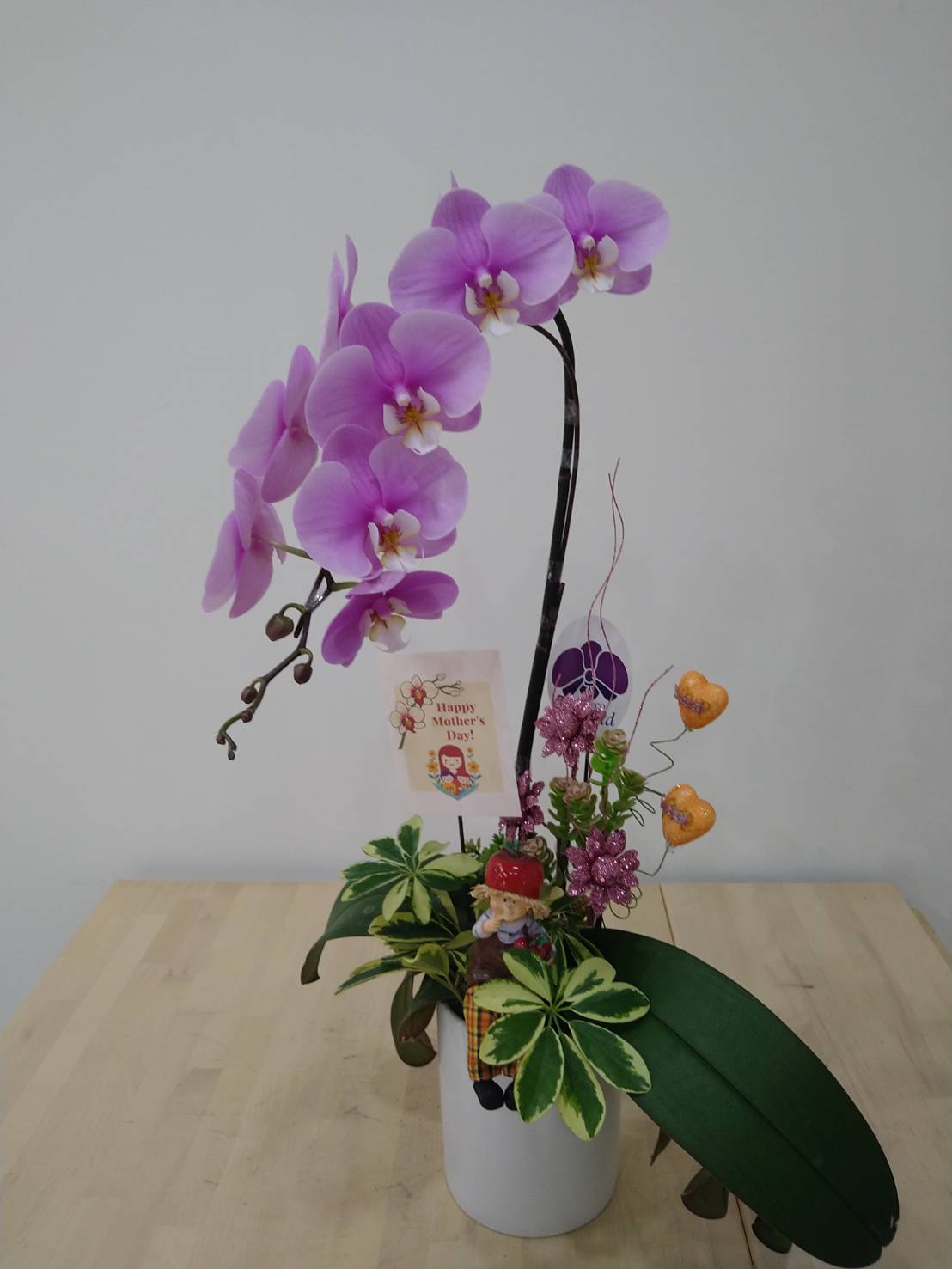 台糖蝴蝶蘭-永恆之愛A(單梗蝴蝶蘭/盆)